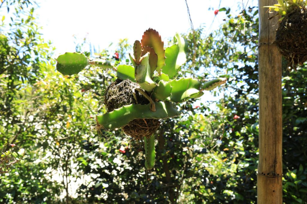 Enchantements perpétuels